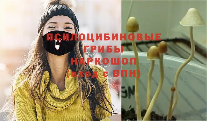 Псилоцибиновые грибы Psilocybine cubensis  Дмитров 