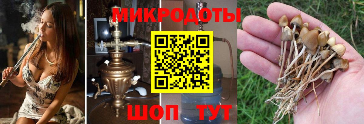 Галлюциногенные грибы прущие грибы Дмитров